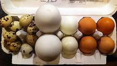 Egg Producers Turkey