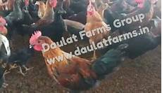 Egg Producers Turkey