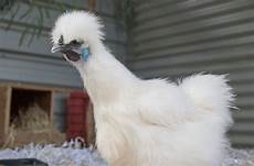 Chickens